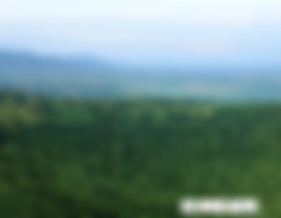 Forests Philanthropy Action Network | Charici