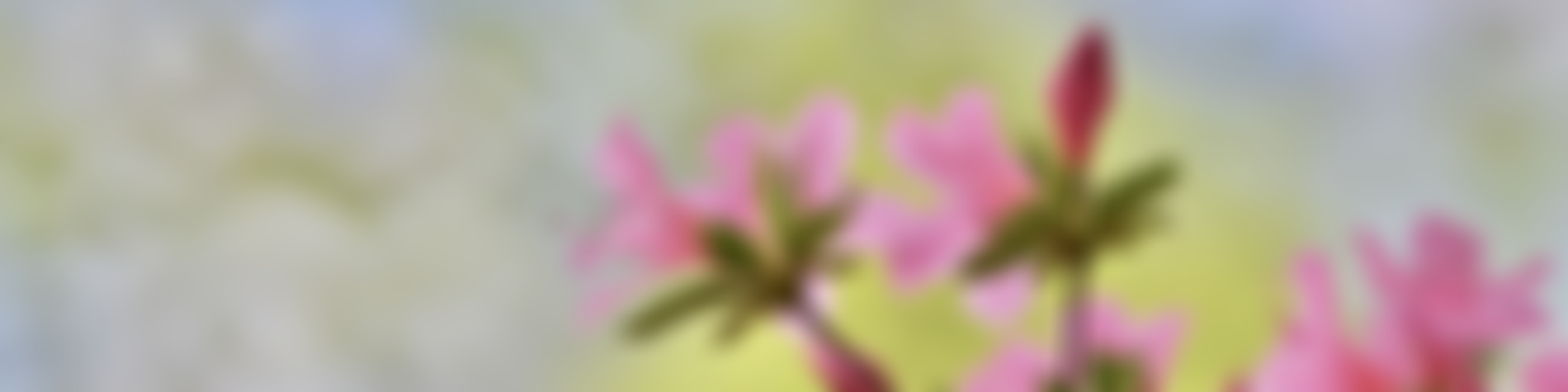 The Rhododendron Trust | Charici