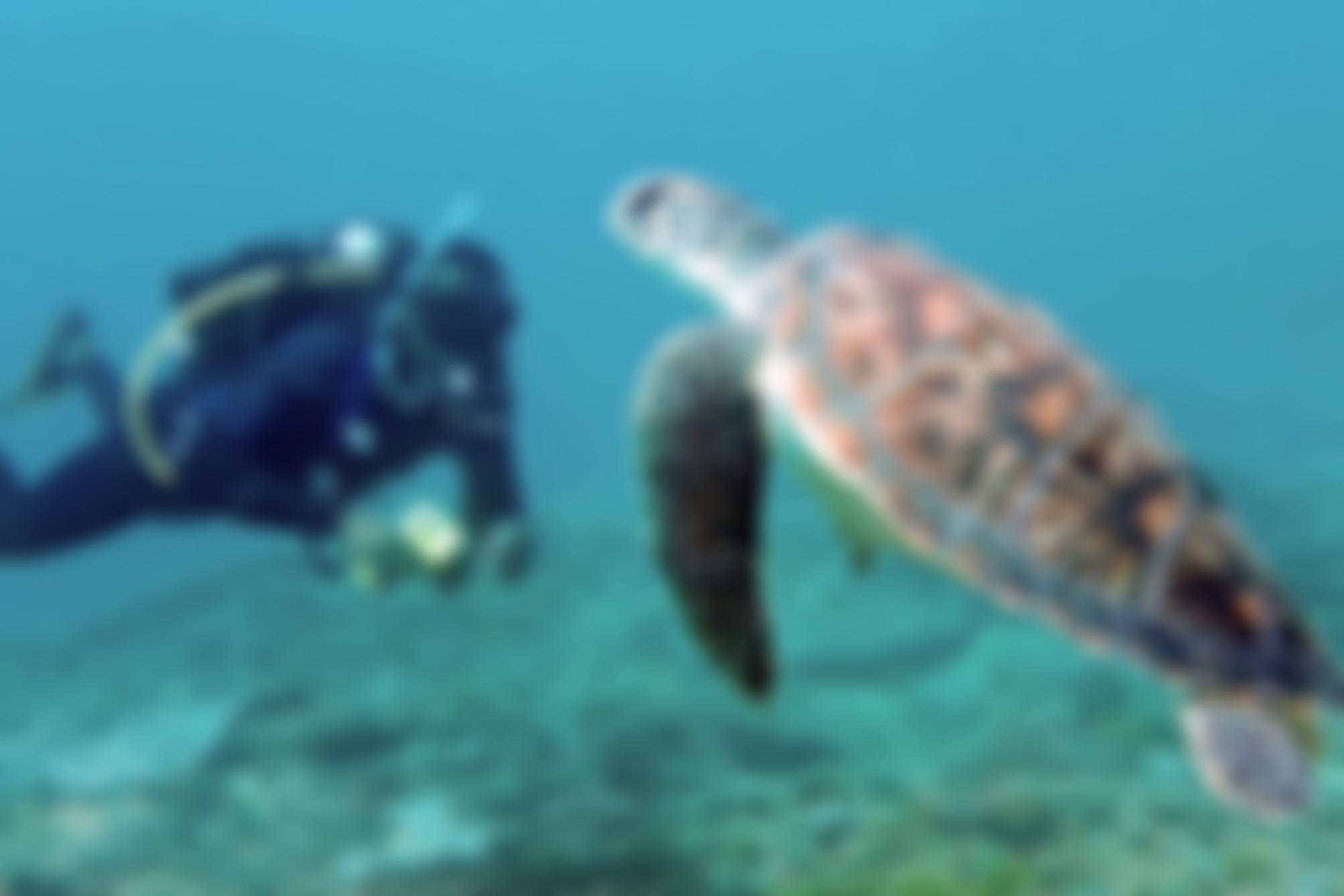 A Rocha International | Charici