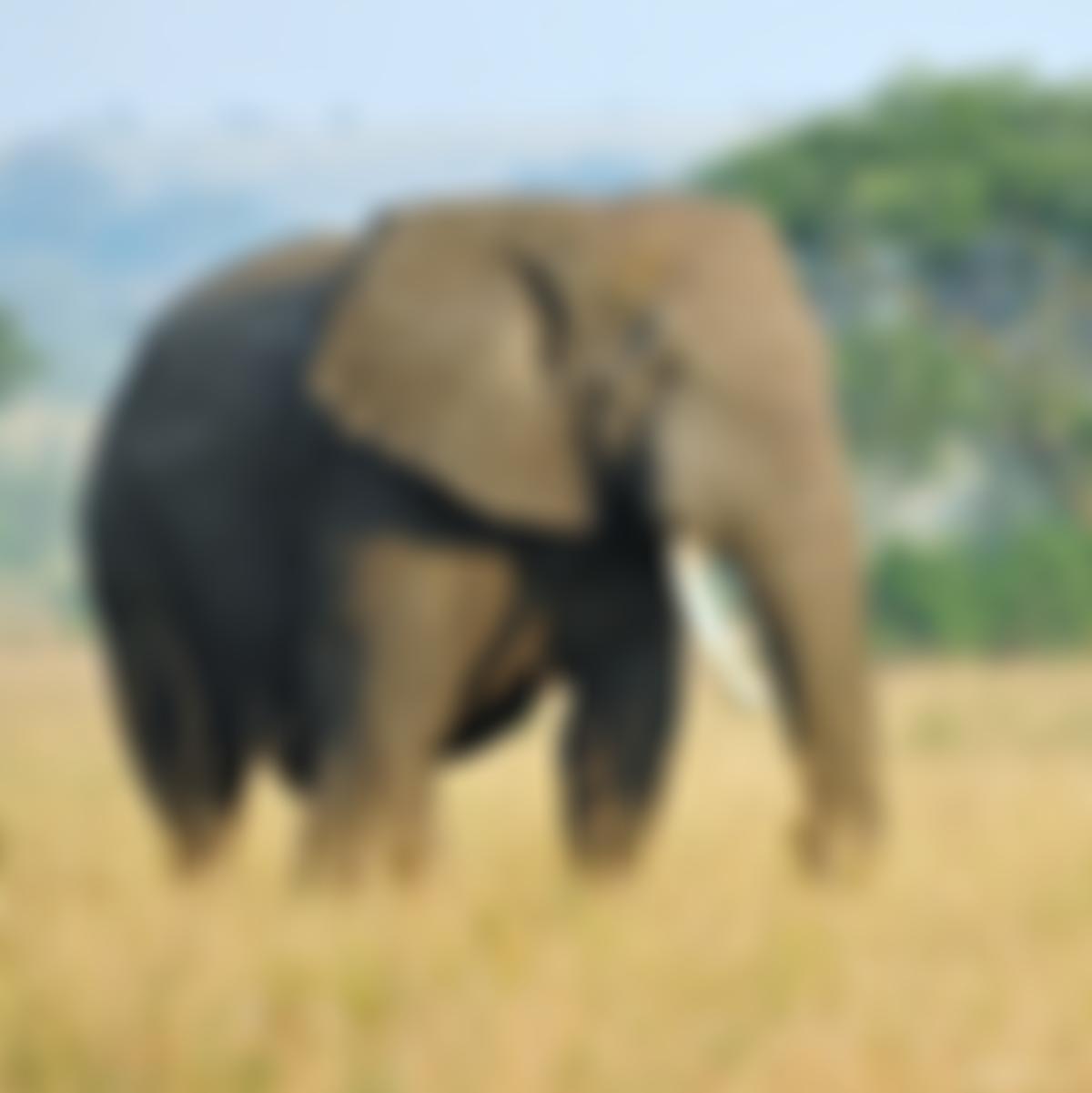 Wcs Global Conservation UK | Charici