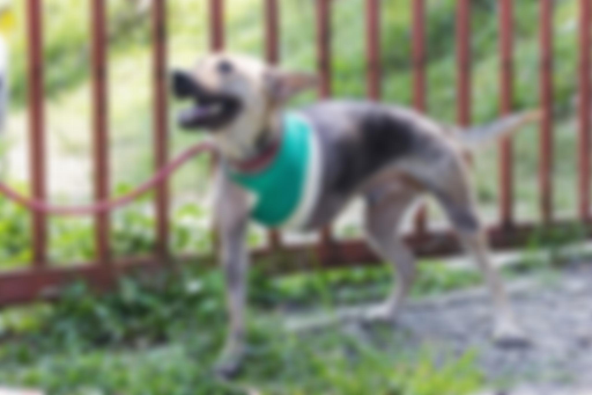 International Aid For The Protection And Welfare Of Animals | Charici