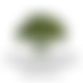 The Midhurst Society | Charici