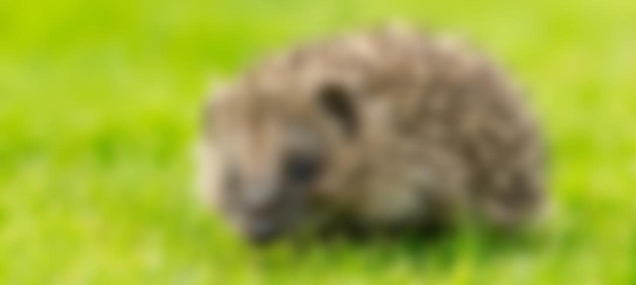 Willow Wildlife Rescue South East Ambulance Link | Charici