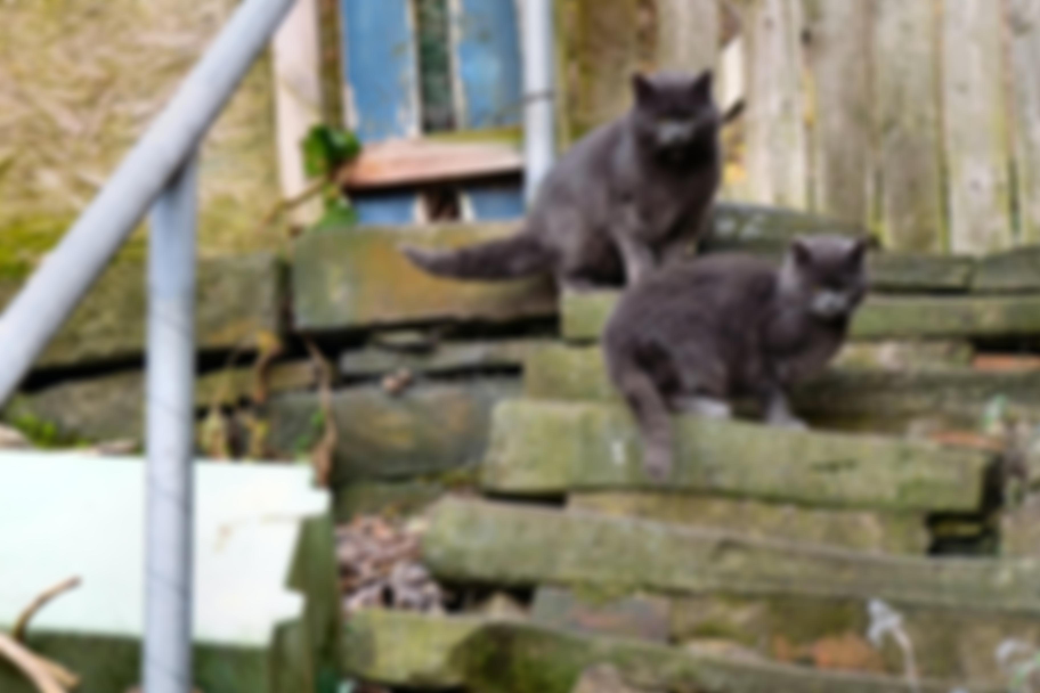 Feral Cat Welfare | Charici