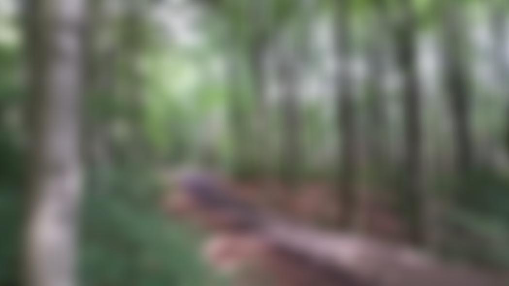 Friends Of Chopwell Wood | Charici