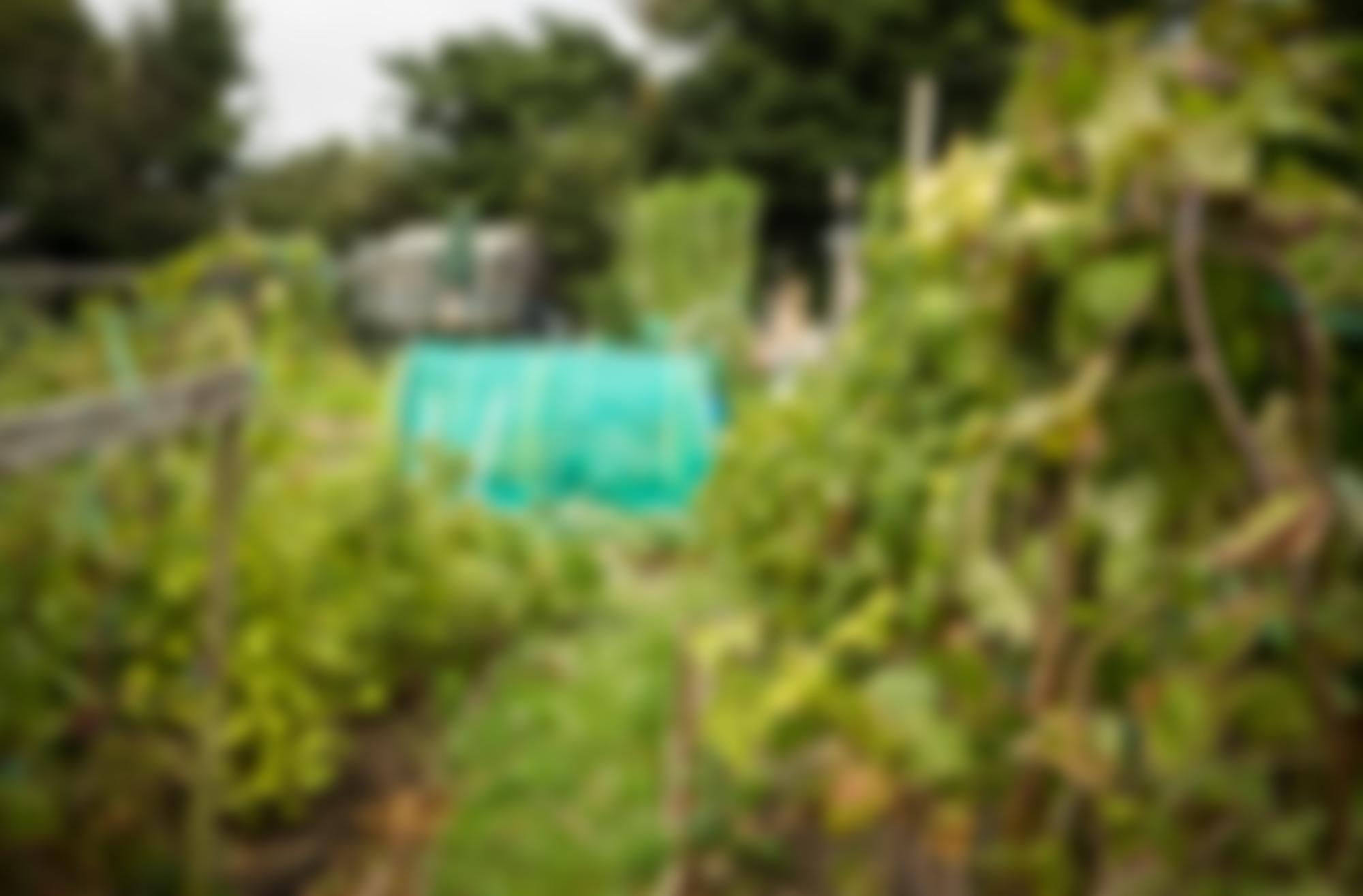 Swindon Allotments And Leisure Gardens Association | Charici