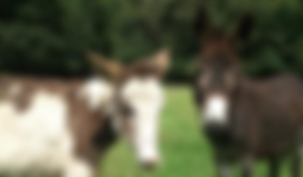 Severn Valley Donkey And Dog Rescue | Charici