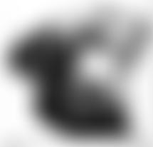 The Working Dogs Foundation | Charici