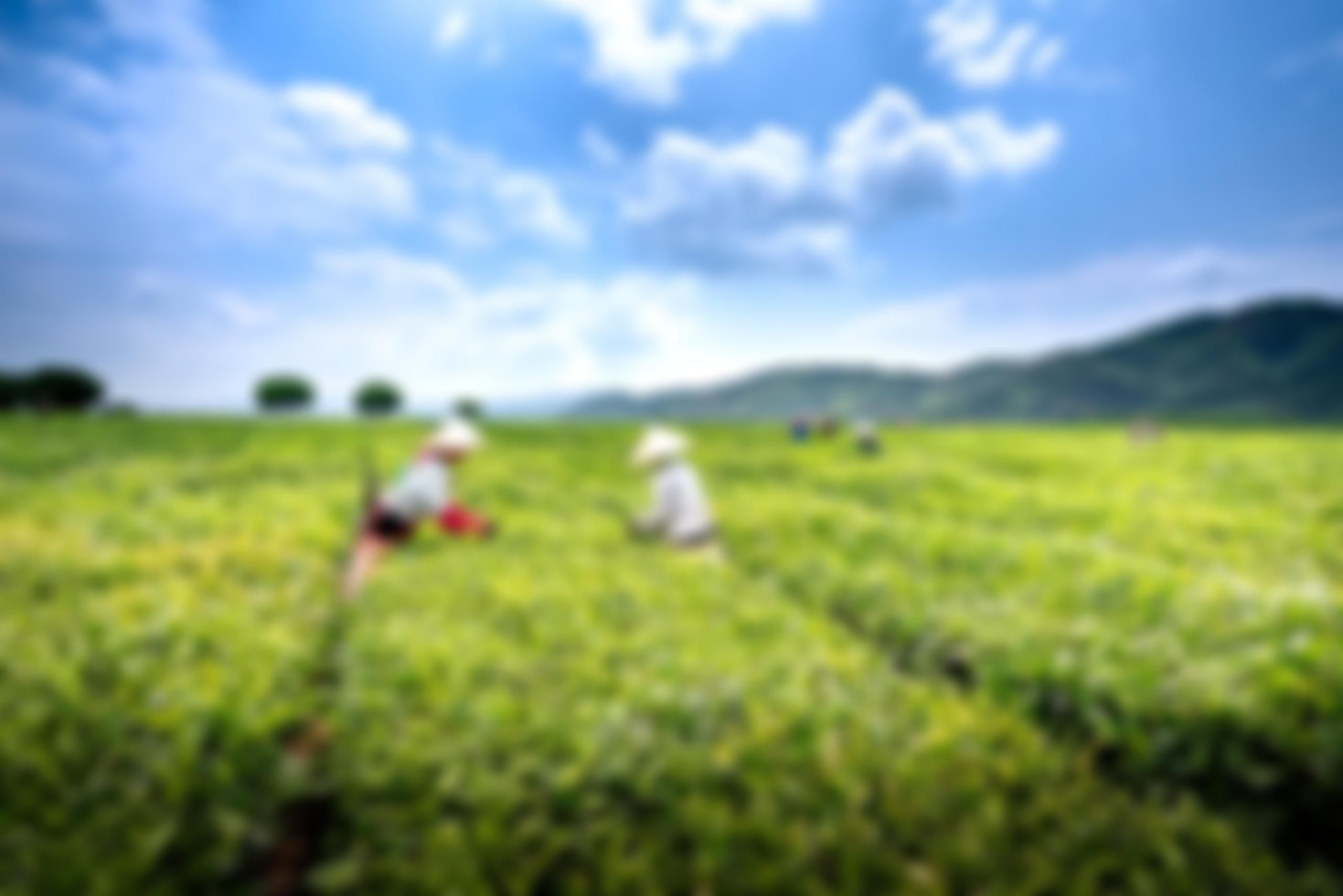 Grow Volunteer Consulting | Charici