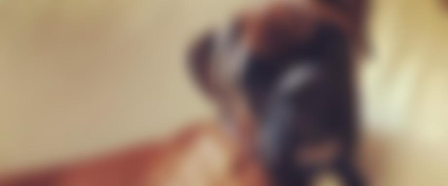 Cornwall & South Devon Boxer Rescue | Charici