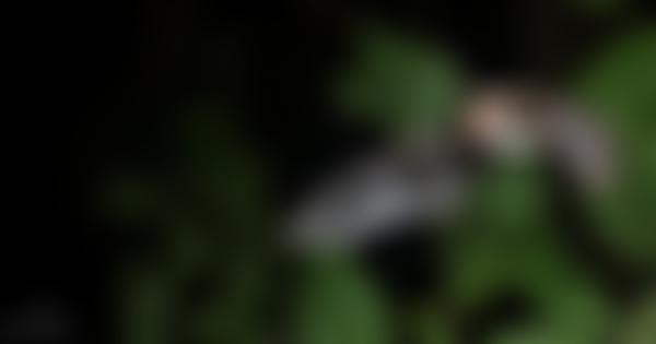 Derbyshire Bat Conservation Group | Charici