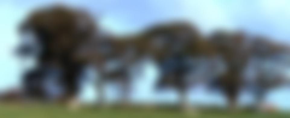 Trees For Dorset | Charici