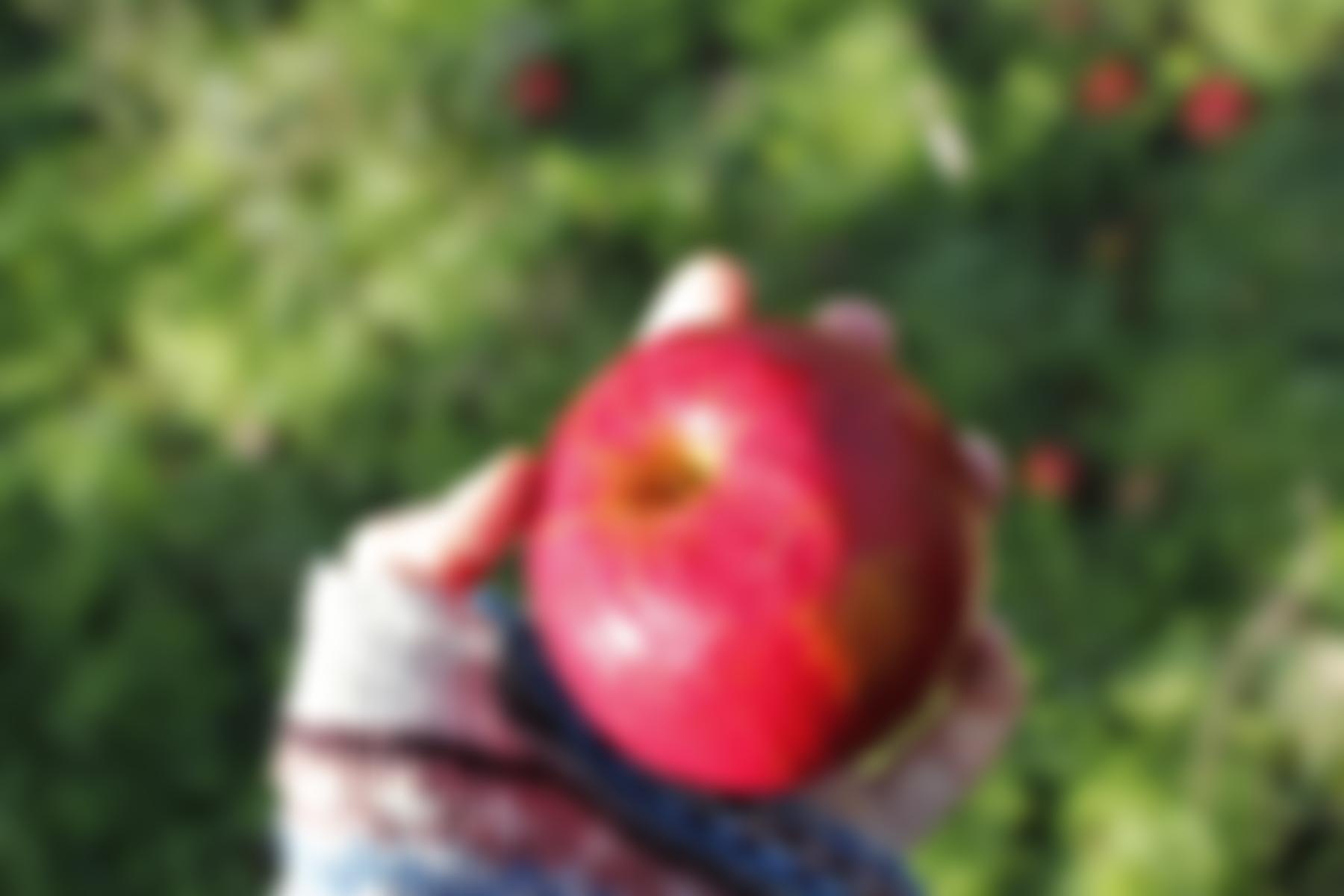 The Orchard Project (Cause) Ltd | Charici