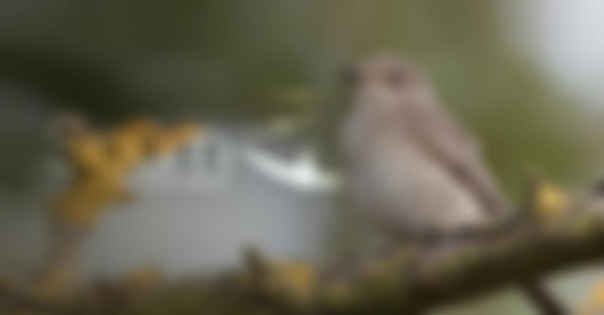 Spurn Bird Observatory Trust Limited | Charici