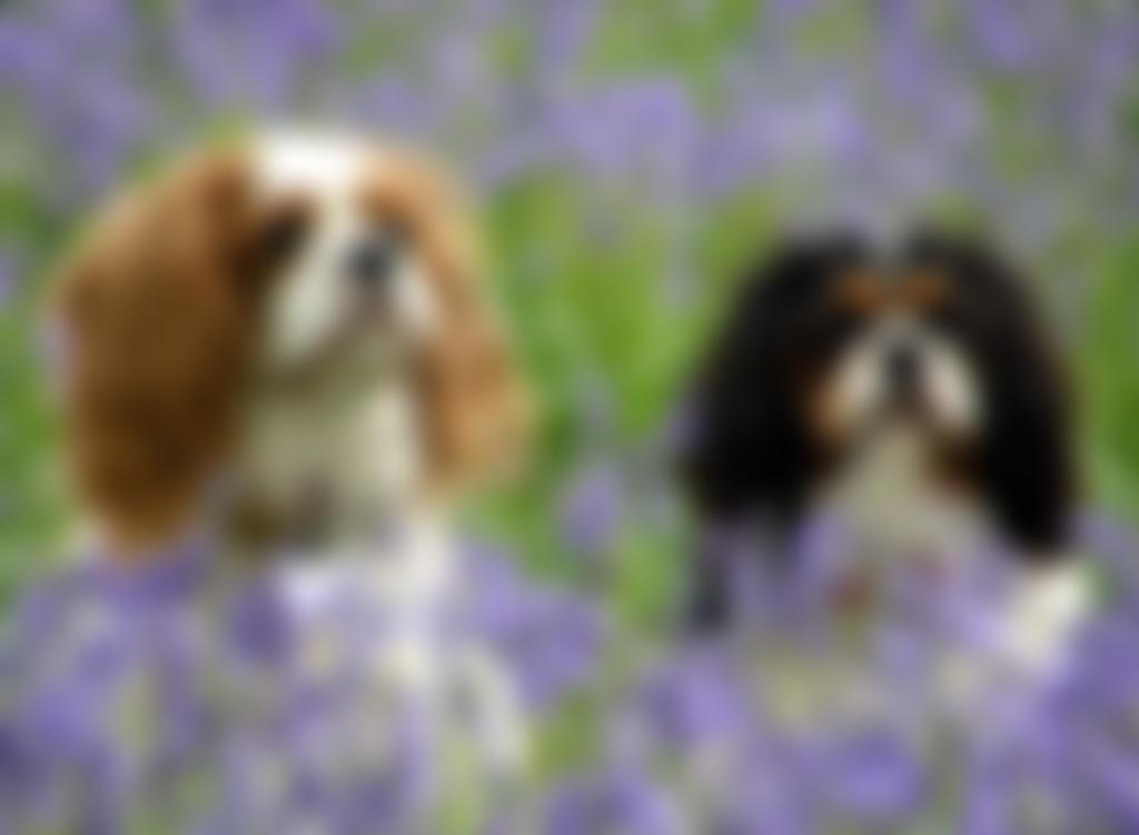 Cavaliermatters | Charici