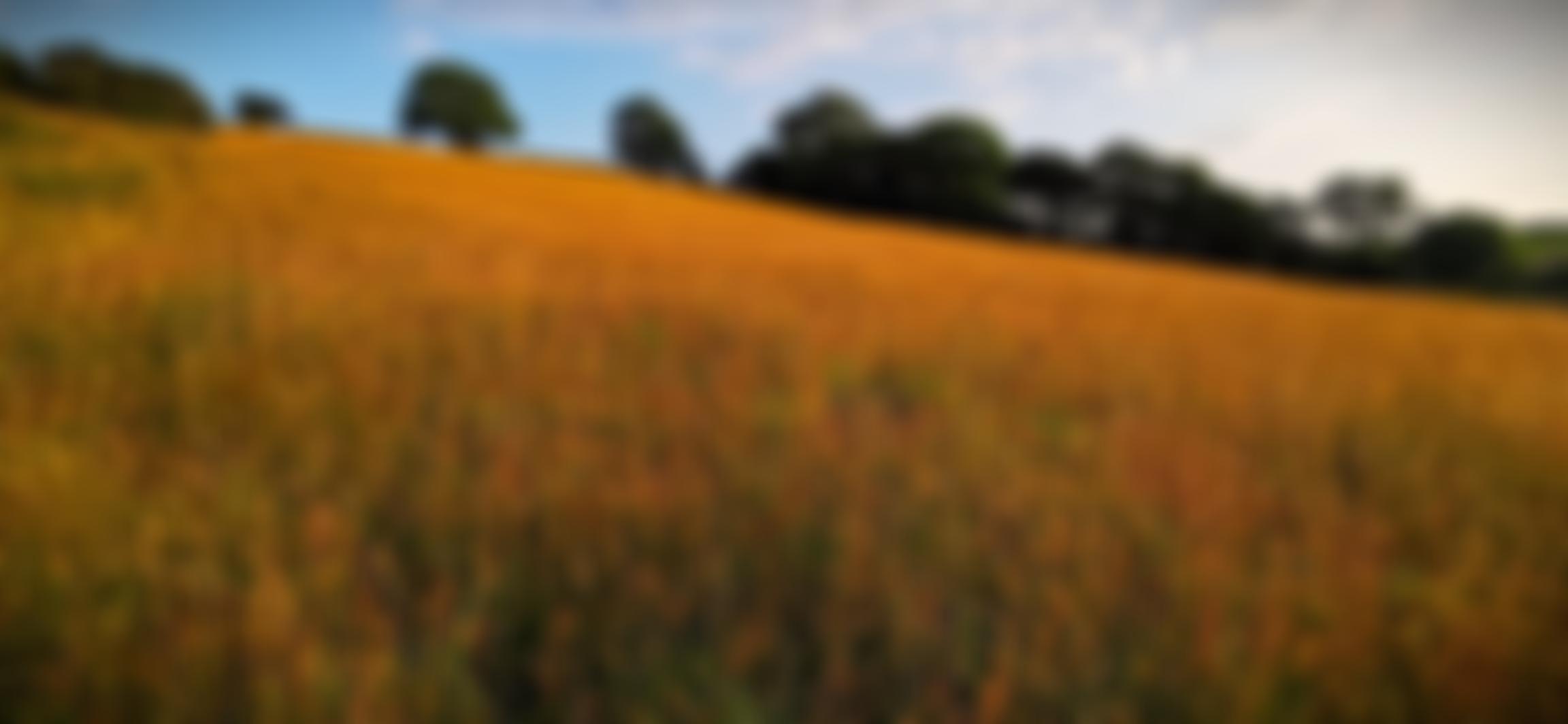 South Devon Nature Trust | Charici