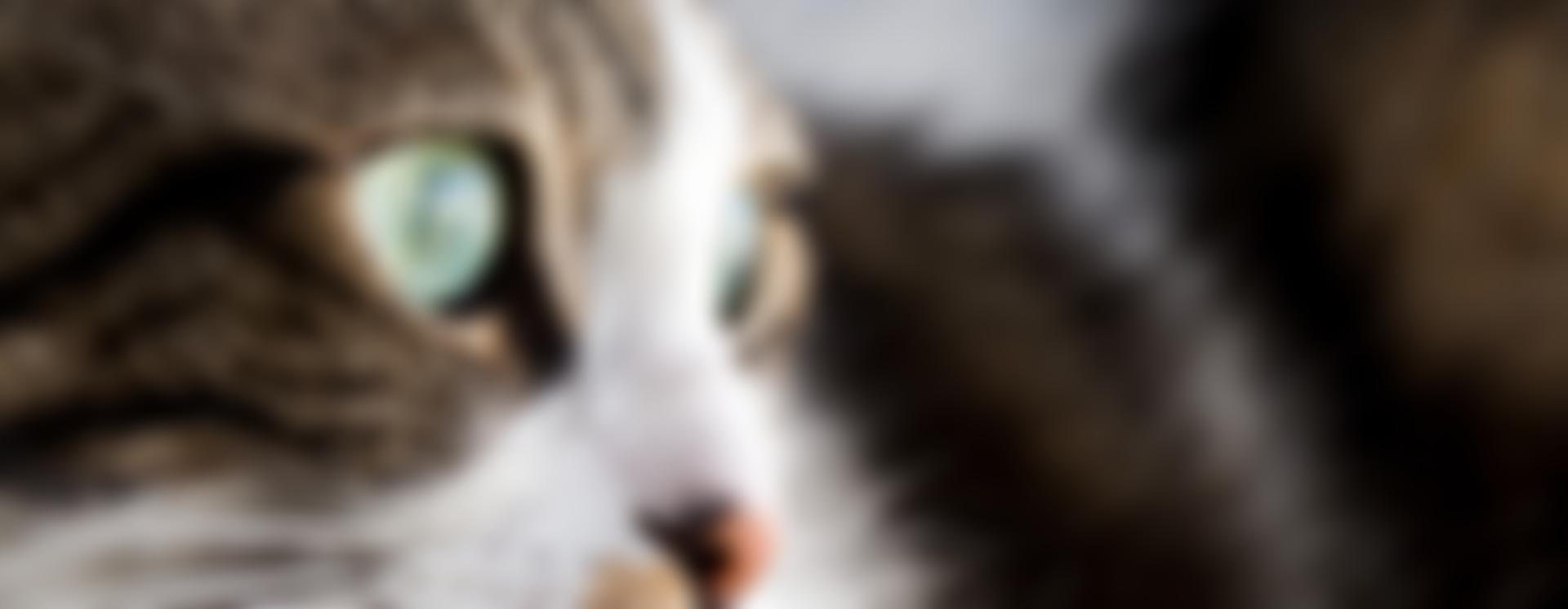 Dispensario Portugues De Saude A Animais | Charici