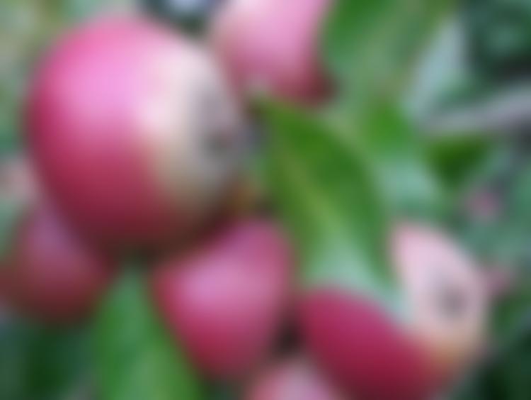 Colwall Orchard Trust | Charici