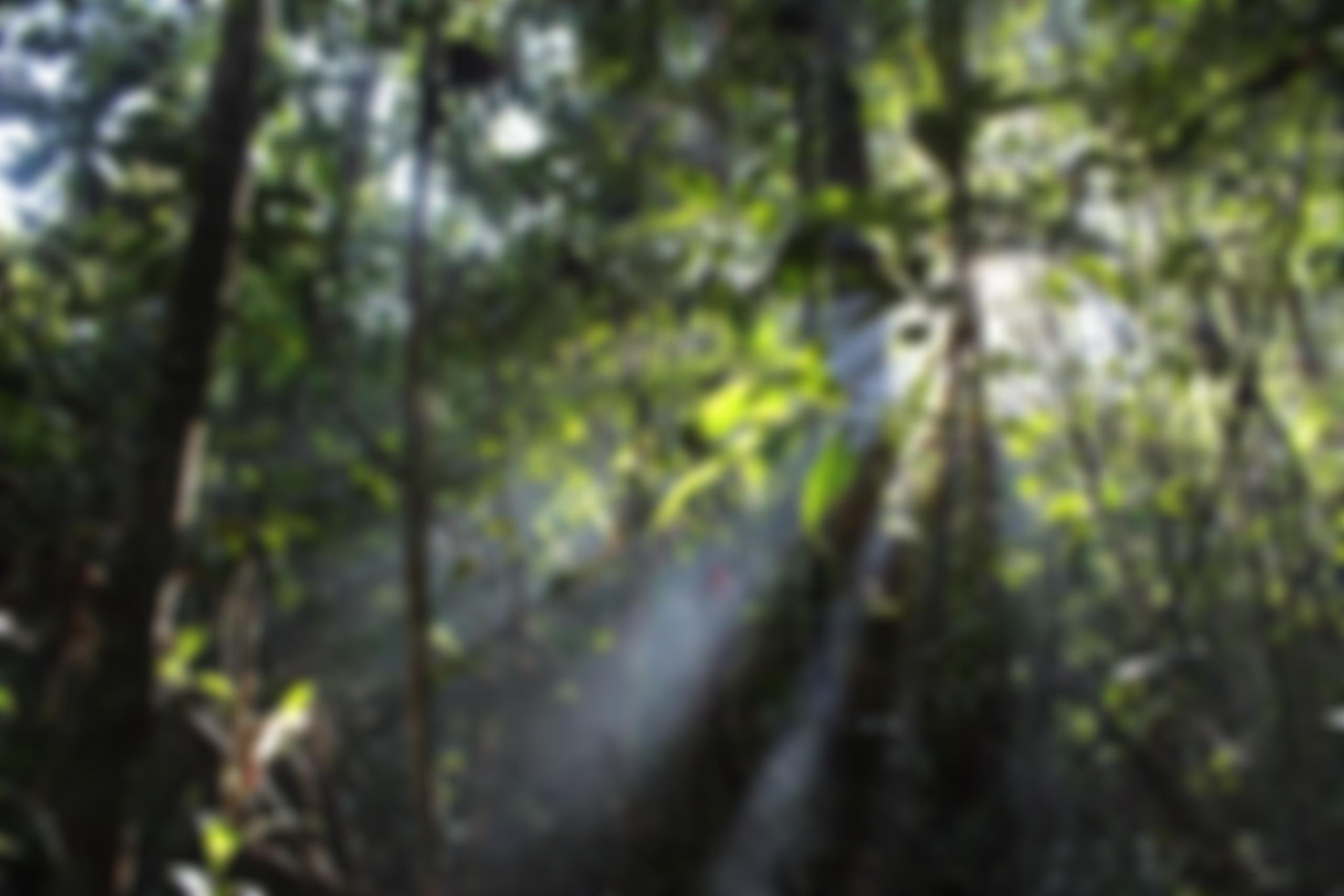 Borneo Nature Trust | Charici