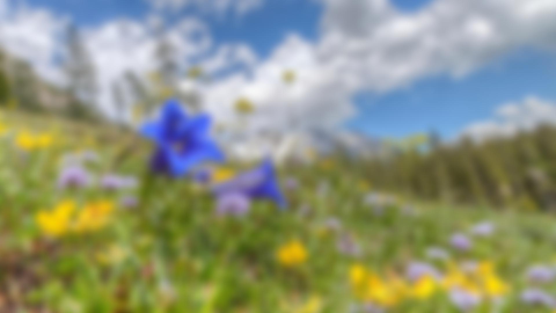 Alpine Garden Society | Charici