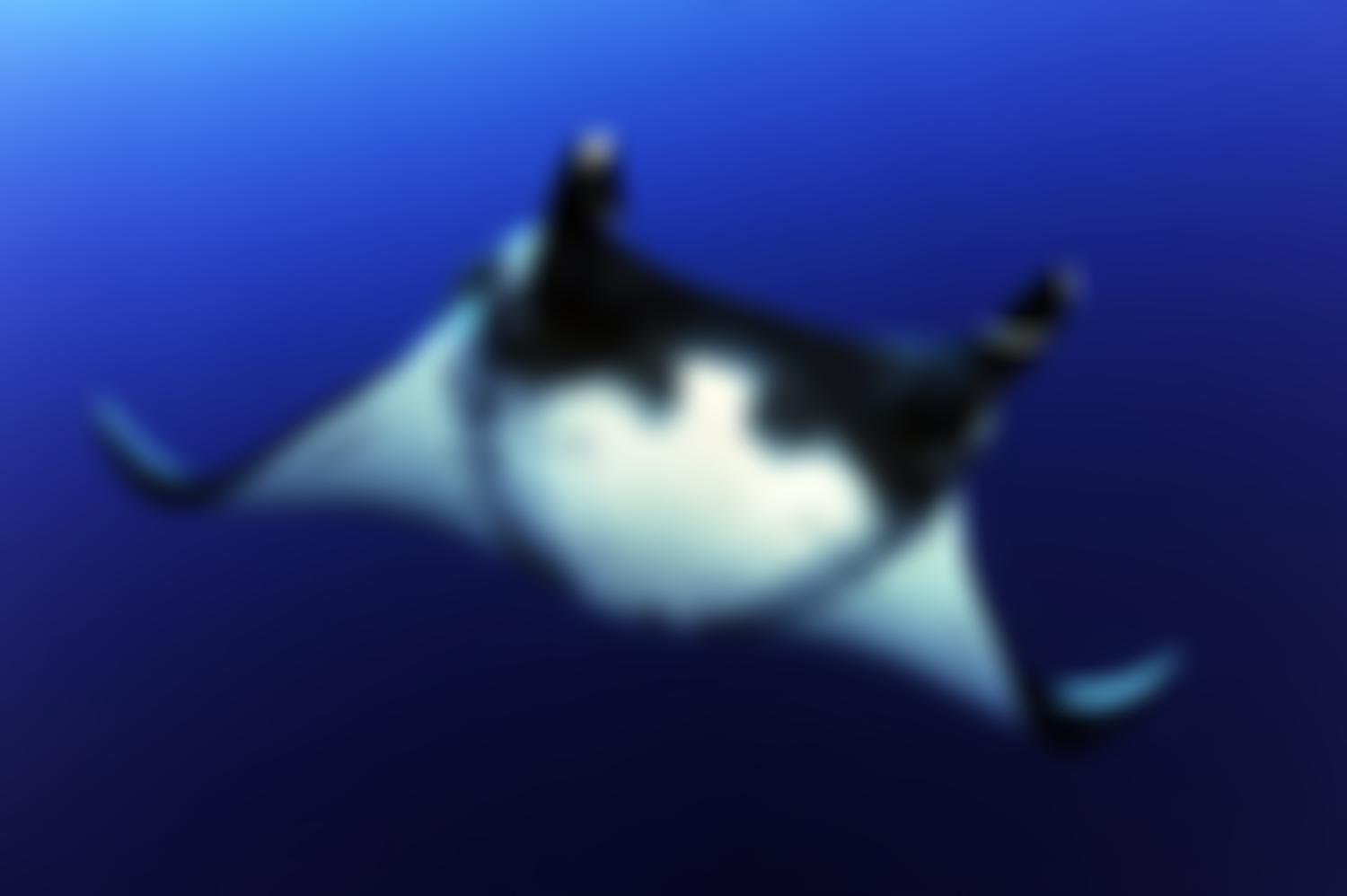 The Manta Trust | Charici