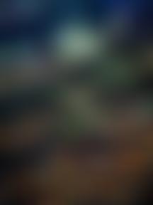 The Species Recovery Trust | Charici