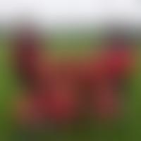 Swalwell Juniors Football Club | Charici