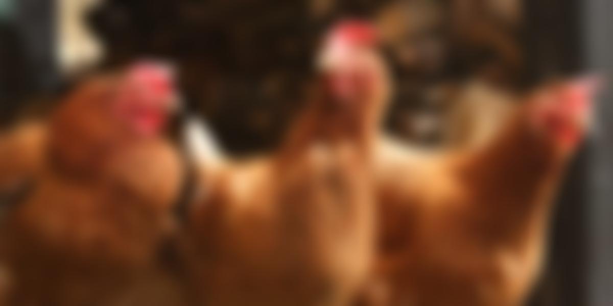 British Hen Welfare Trust | Charici