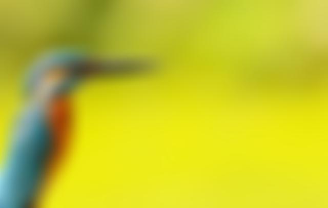 Western Sussex Rivers Trust | Charici