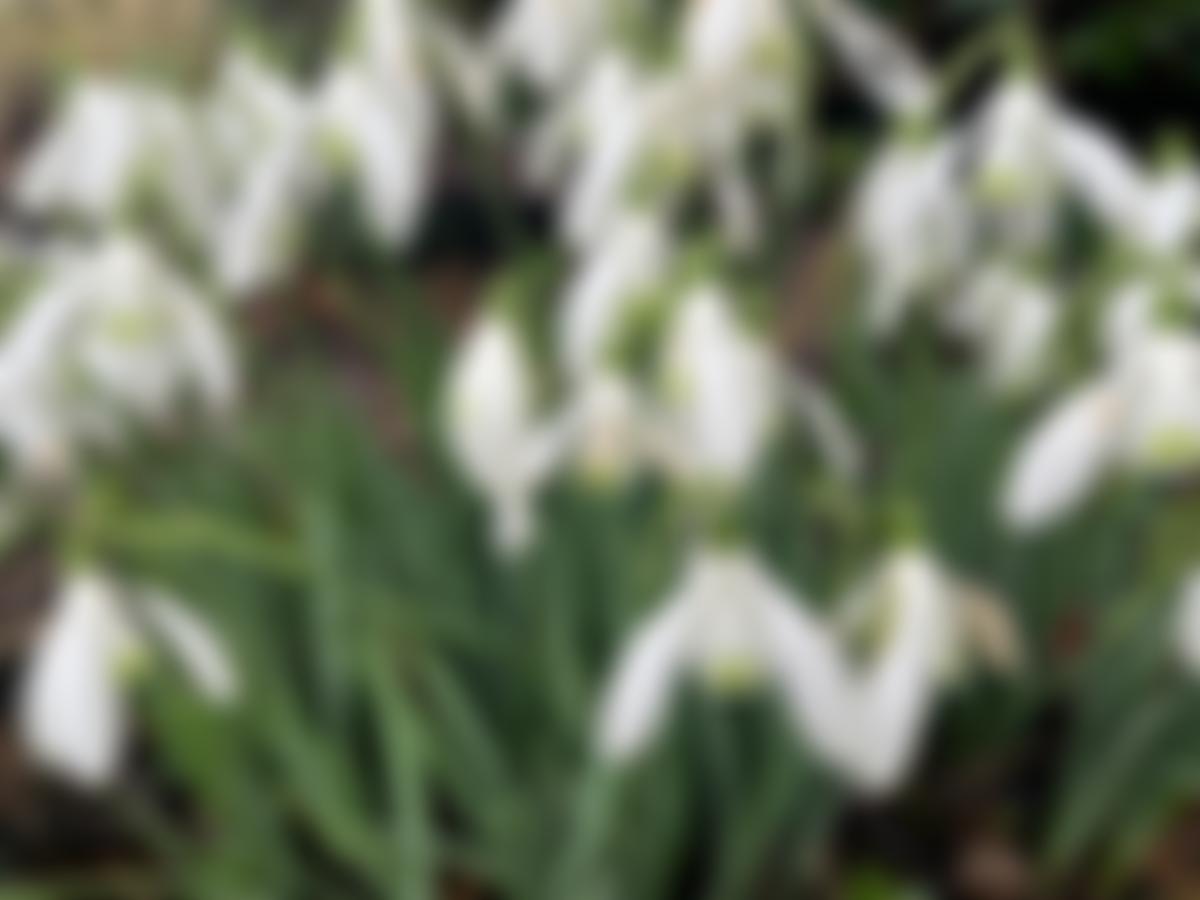 Felbrigg Village Hall | Charici