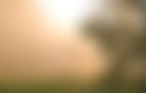 New Spring Trust | Charici