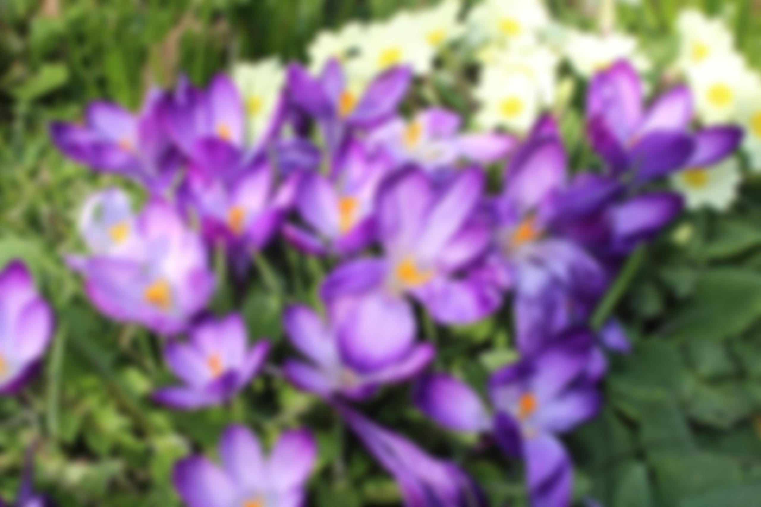 Rotary Club Of Braunton Caen Trust Fund | Charici