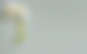 The Radford Foundation | Charici