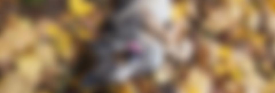 Love Underdogs | Charici