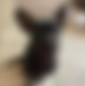 Wild Acre Rescue | Charici