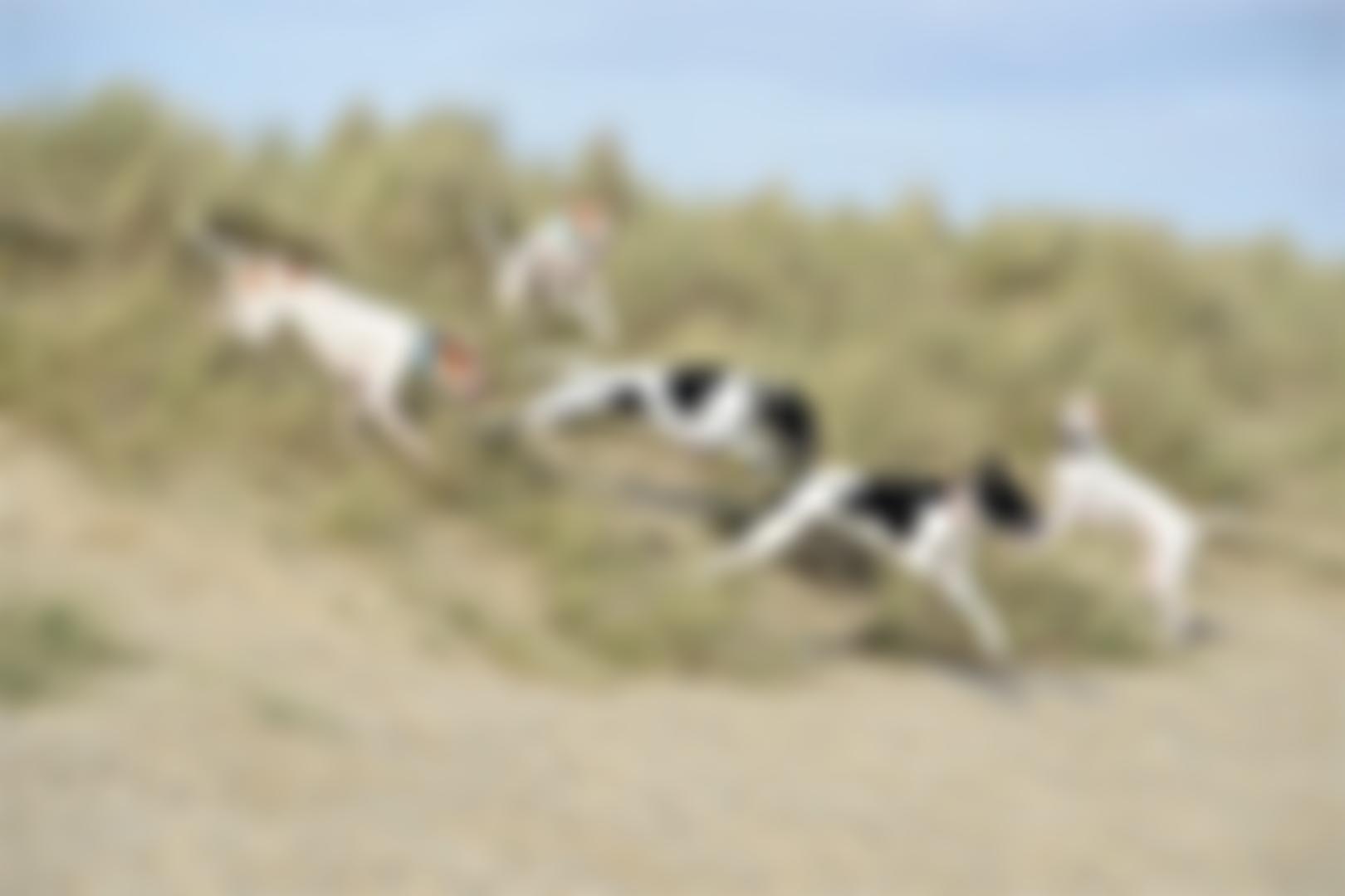 The Pointer Rescue Service | Charici