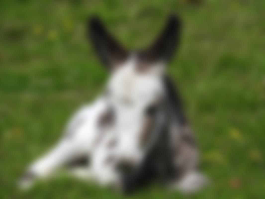The Flicka Foundation | Charici