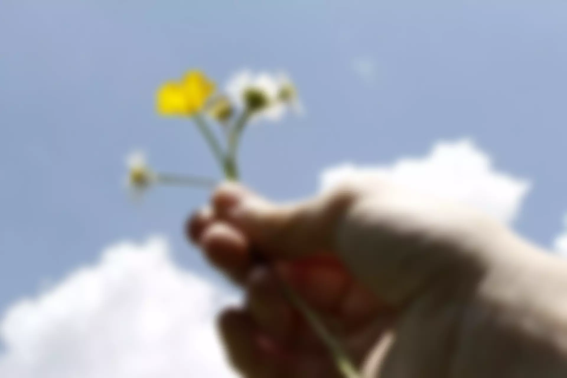 Elaine Bain Family Trust | Charici