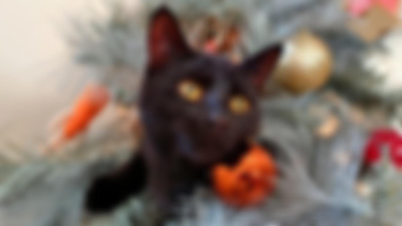 Sally's Cat Rescue | Charici