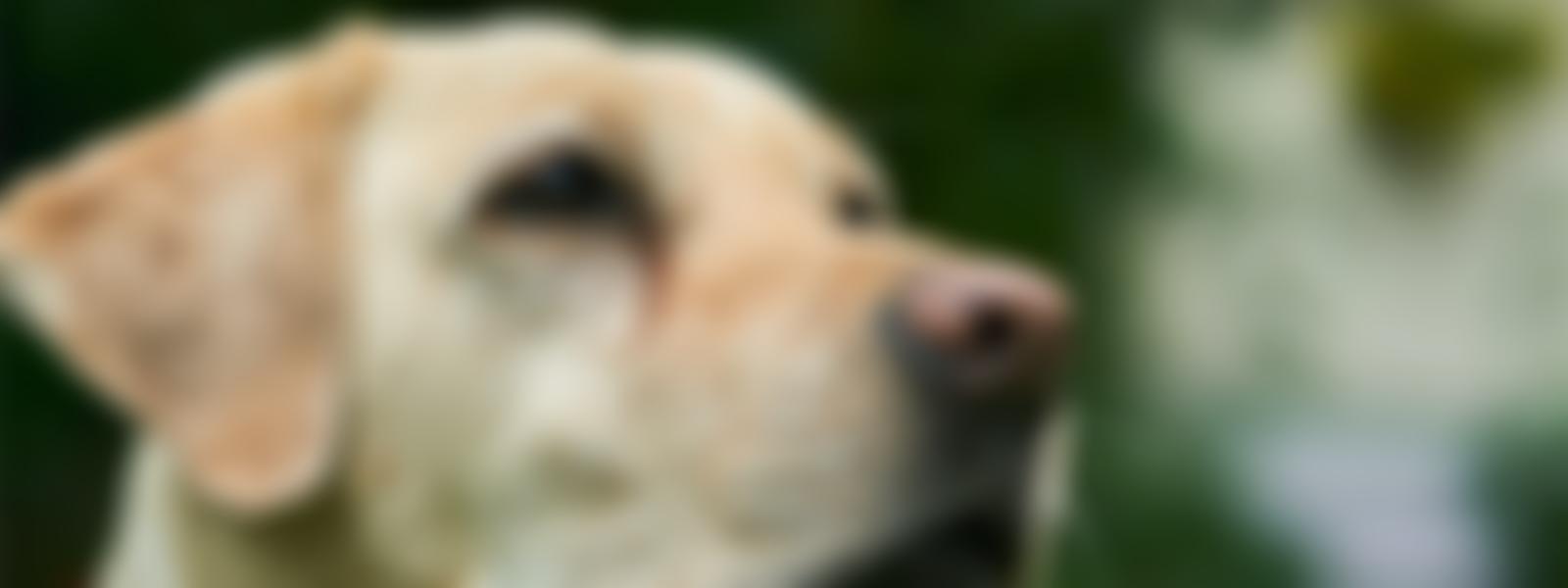 The Seeing Dogs Alliance | Charici