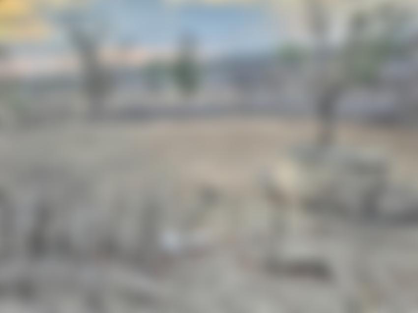 Children And Families In Need In Zimbabwe | Charici