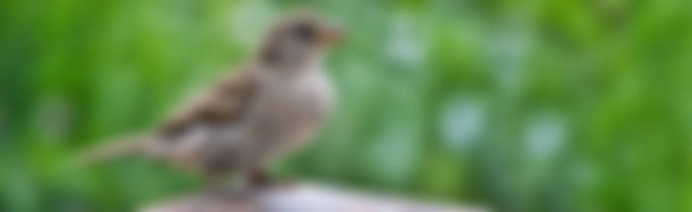 British Wildlife Rehabilitation Council | Charici