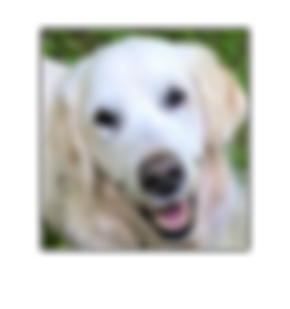 Happy Paws Puppy Rescue | Charici