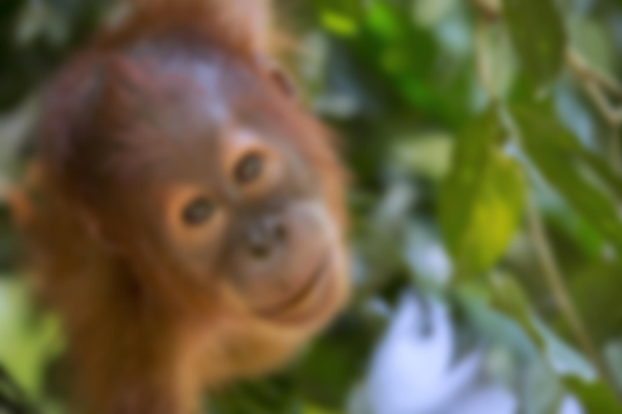Sumatran Orangutan Society | Charici