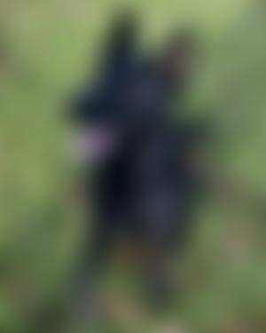 Essex Retired Police Dogs Fund | Charici