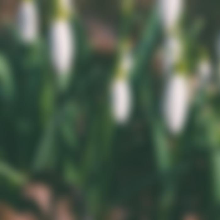 The Snowdrop Project | Charici