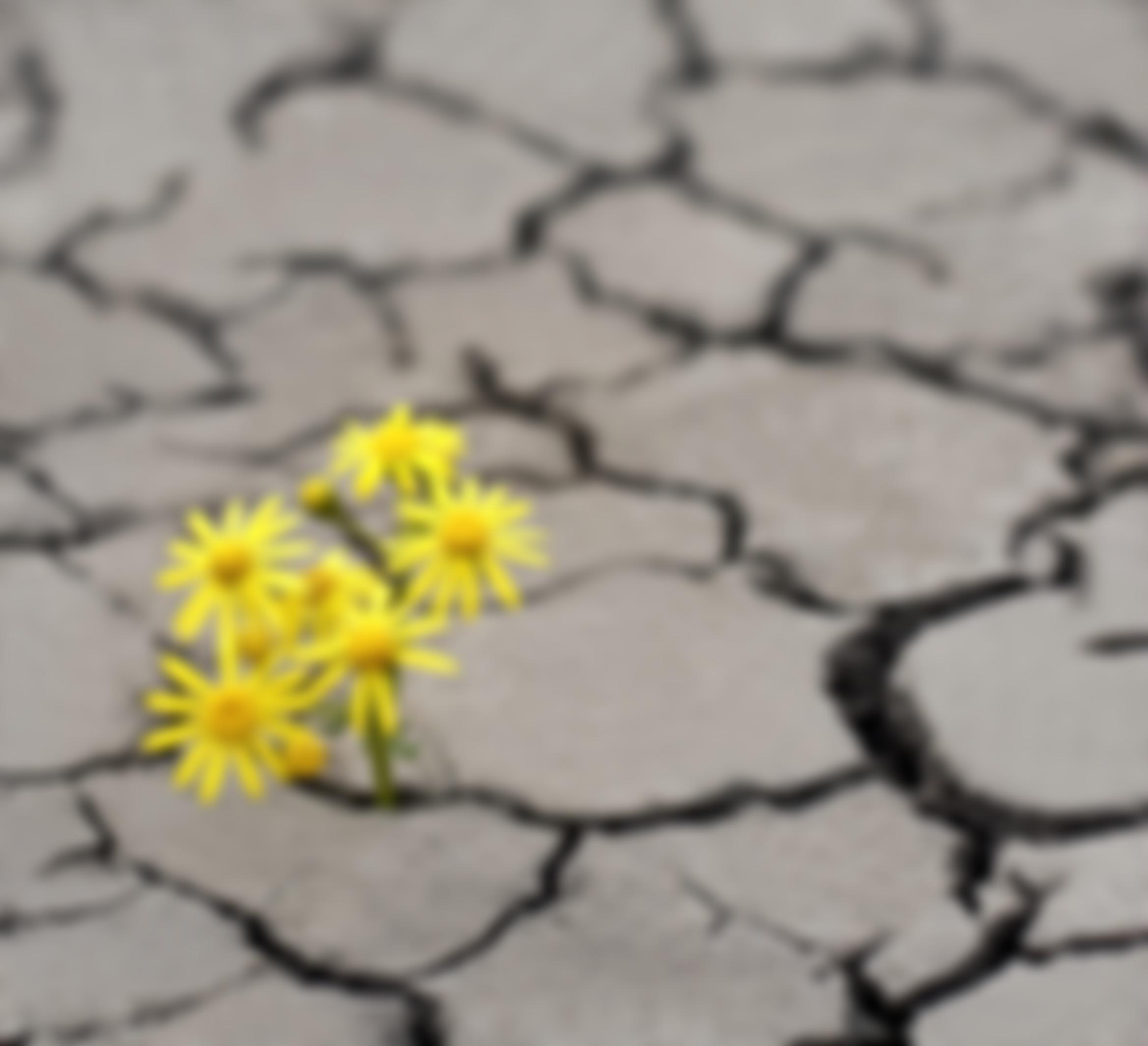 Maktabah Bab-Ul-Ilm Ltd | Charici