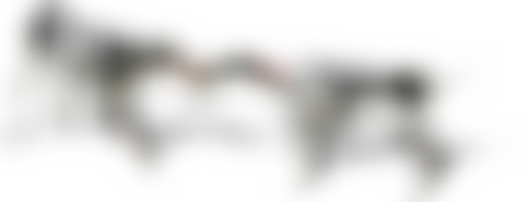 Daneline International Charitable Foundation | Charici