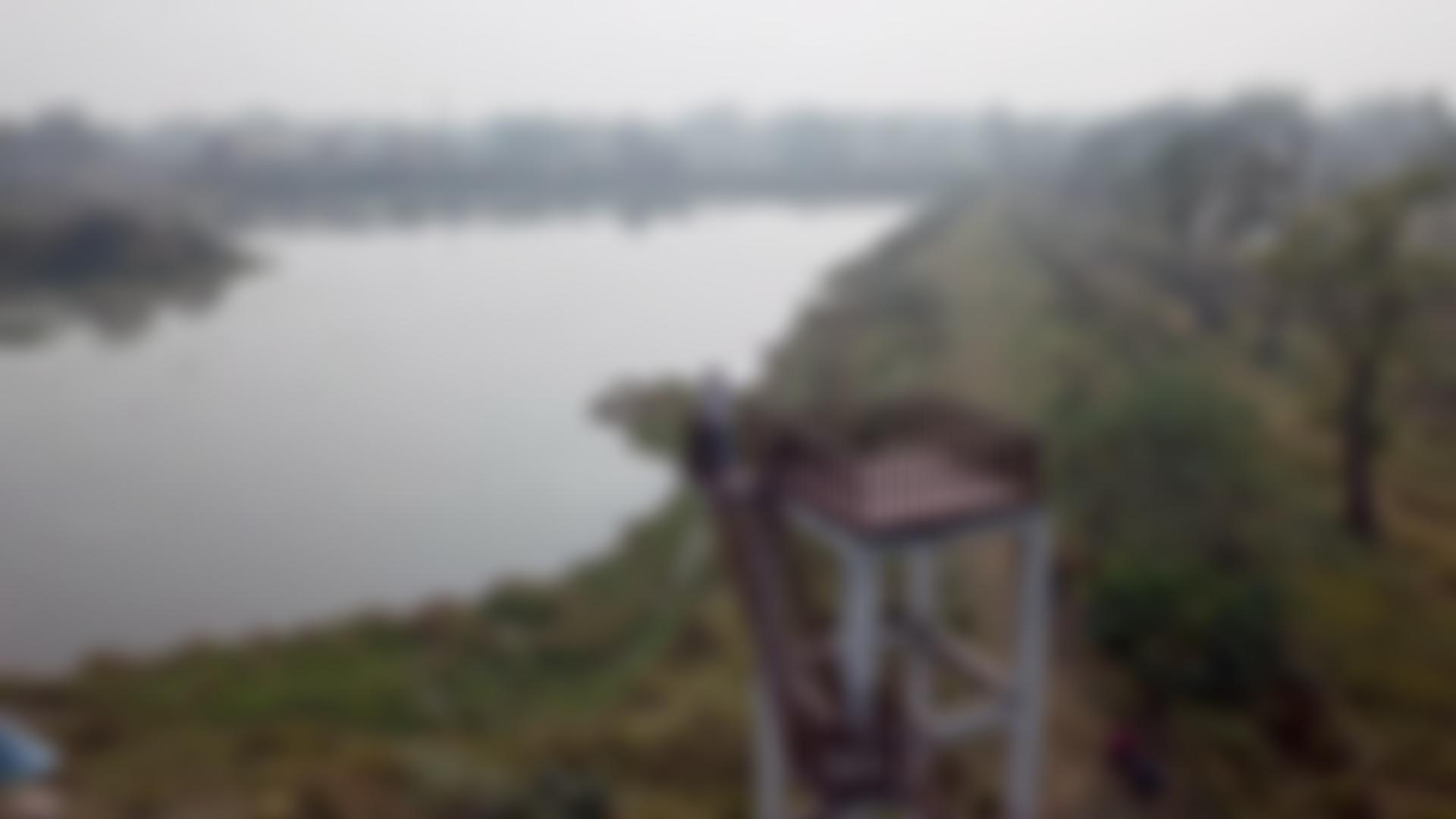 Pipal Tree | Charici