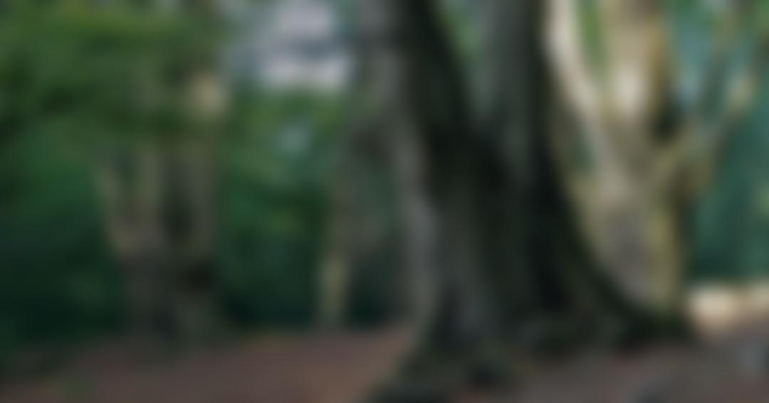 Epping Forest Heritage Trust | Charici